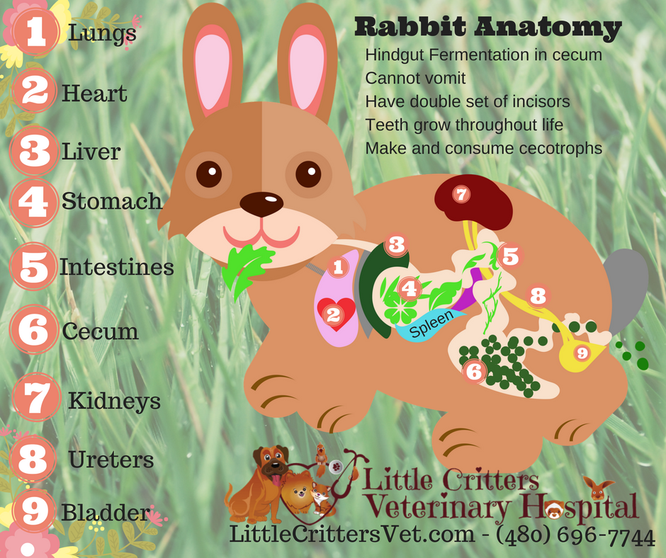 Rabbits Little Critters Veterinary Hospital Gilbert, AZ